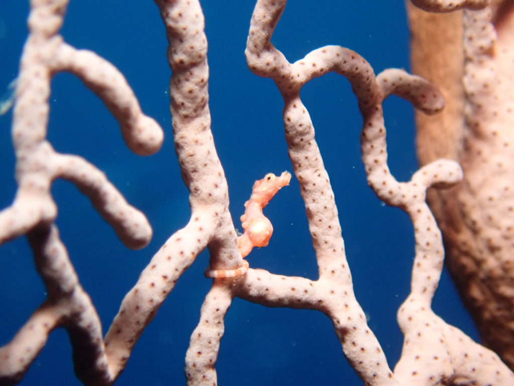 ピグミーシーホース