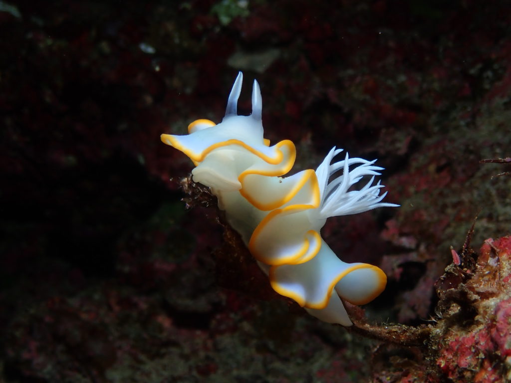 メレンゲウミウシ