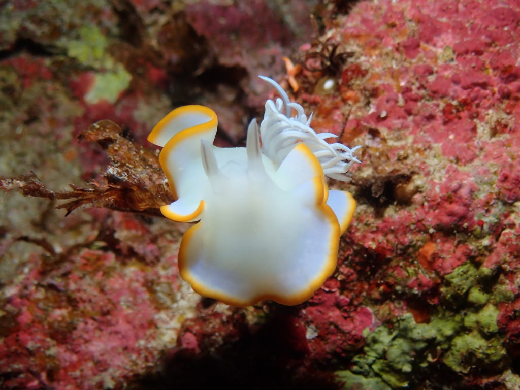 メレンゲウミウシ