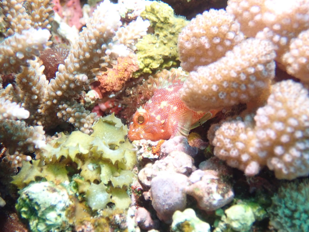 カスリフサカサゴ