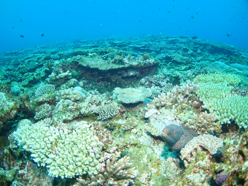 サンゴ礁
