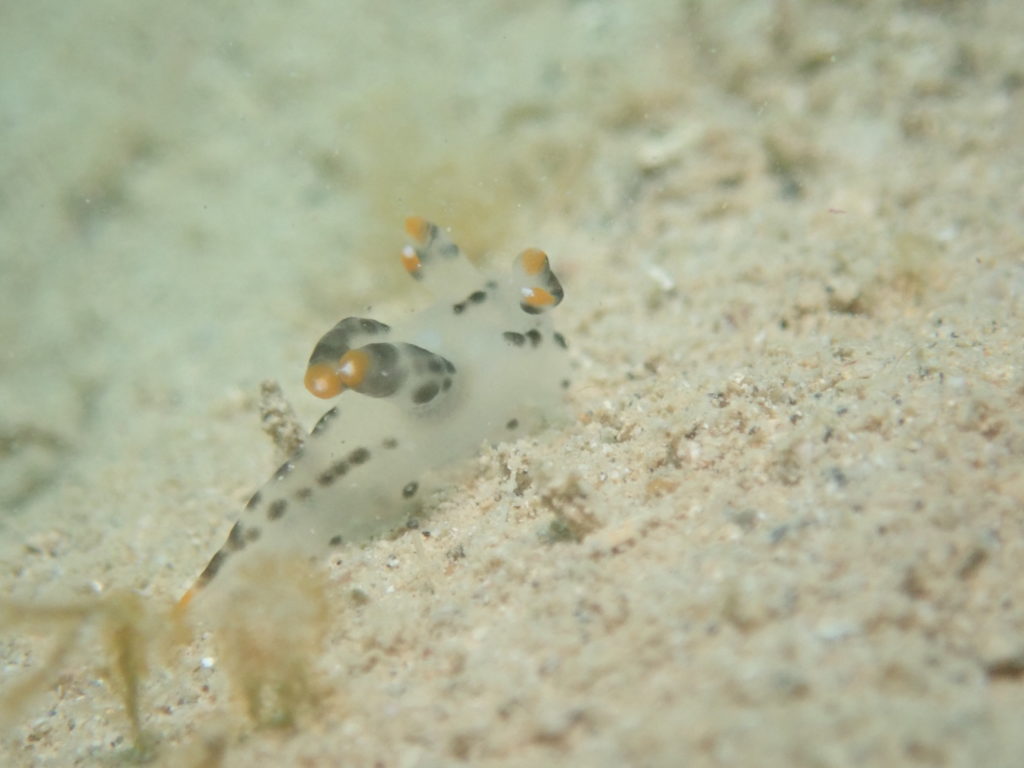 ツノザヤウミウシ