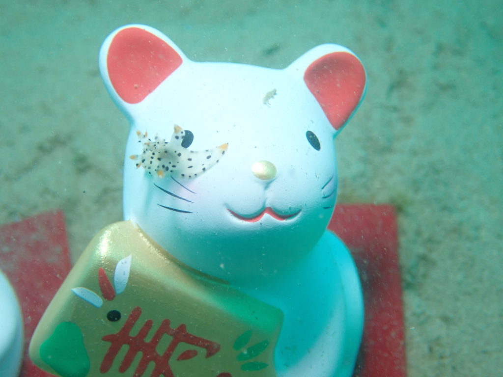 ツノザヤウミウシ