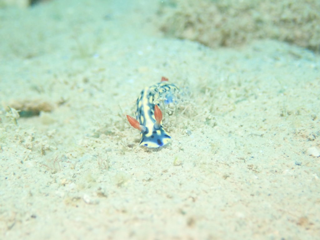 ホシゾラウミウシ