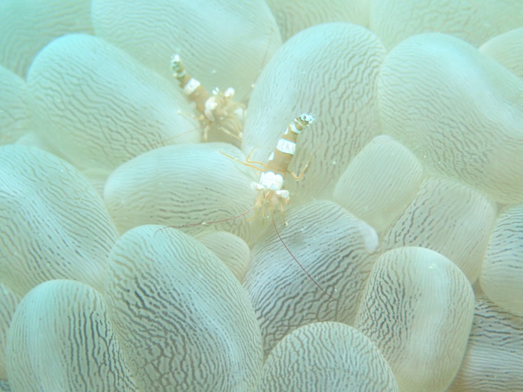 イソギンチャクモエビ