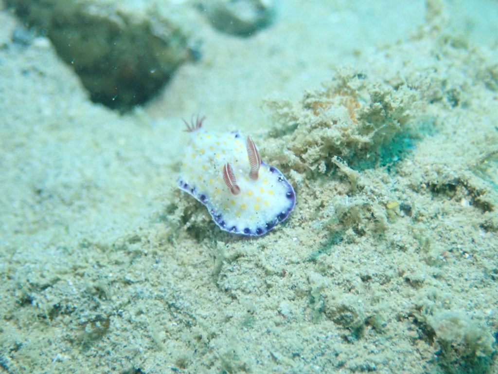 コモンウミウシ