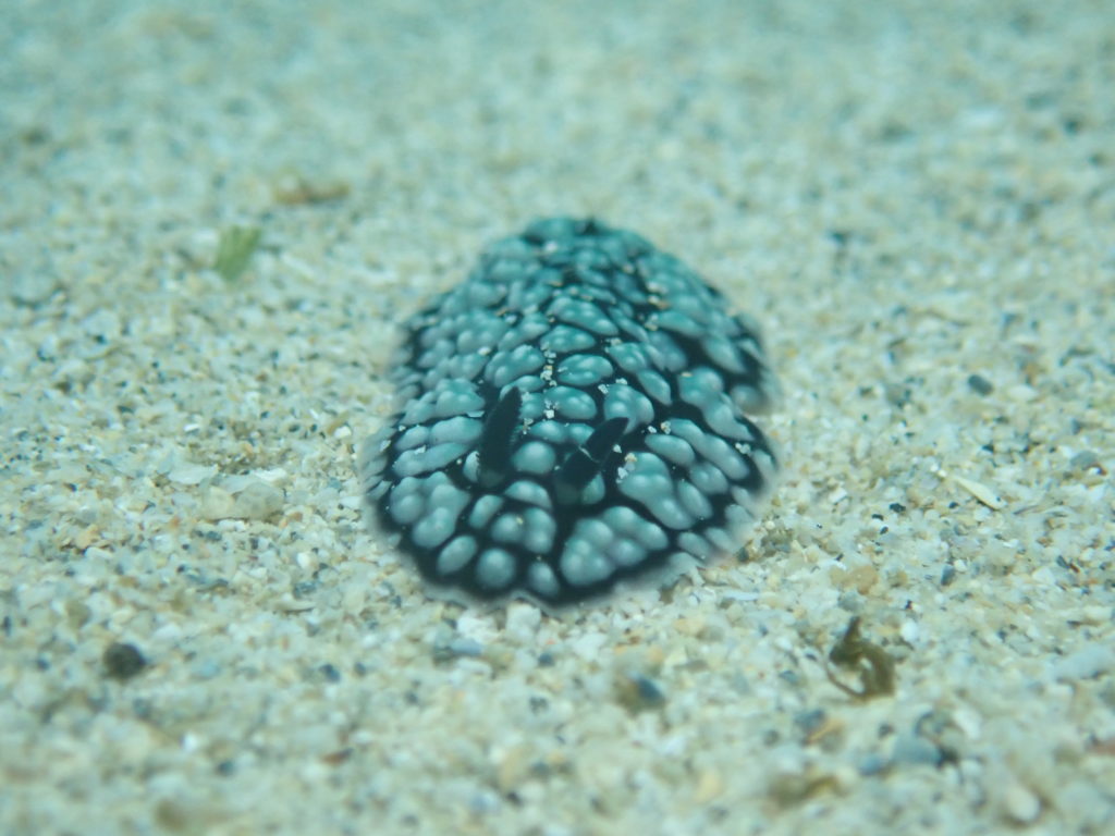 コイボウミウシ