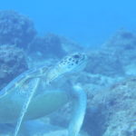 ウミガメ