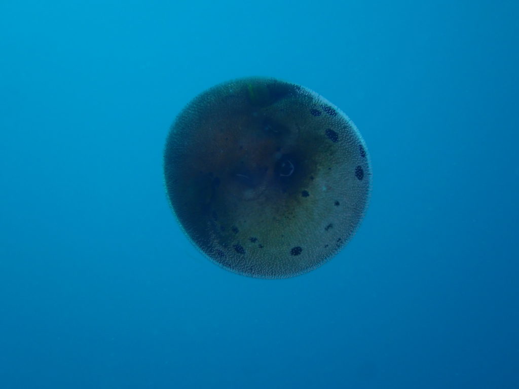 コクテンフグ