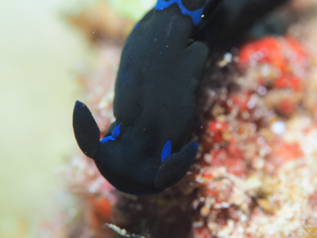 ミドリリュウグウウミウシ