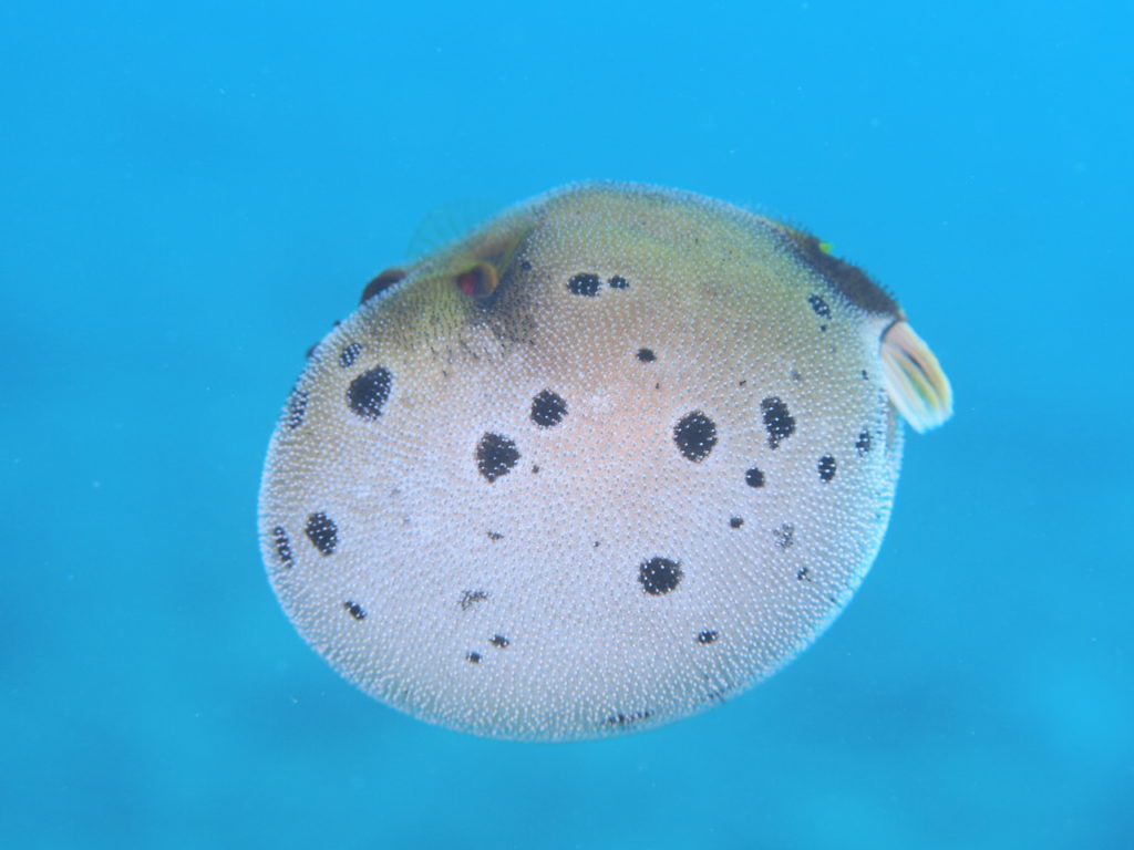 コクテンフグ