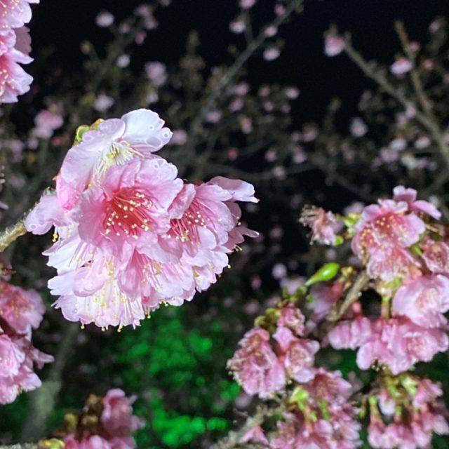 夜桜