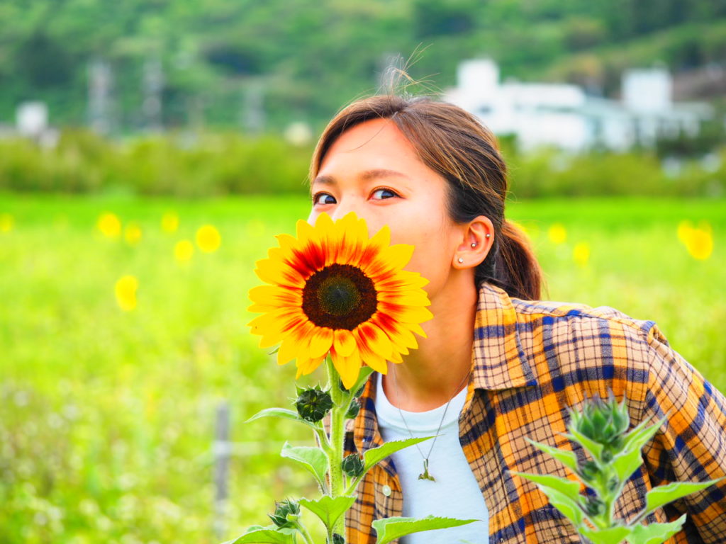ひまわり