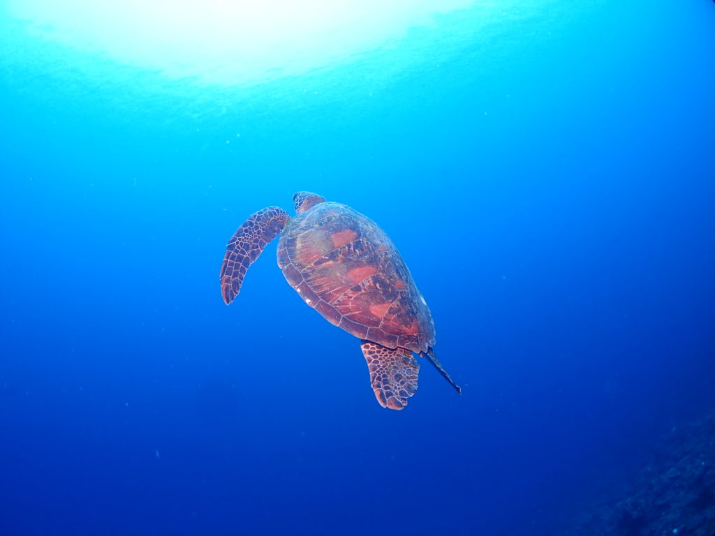 ウミガメ