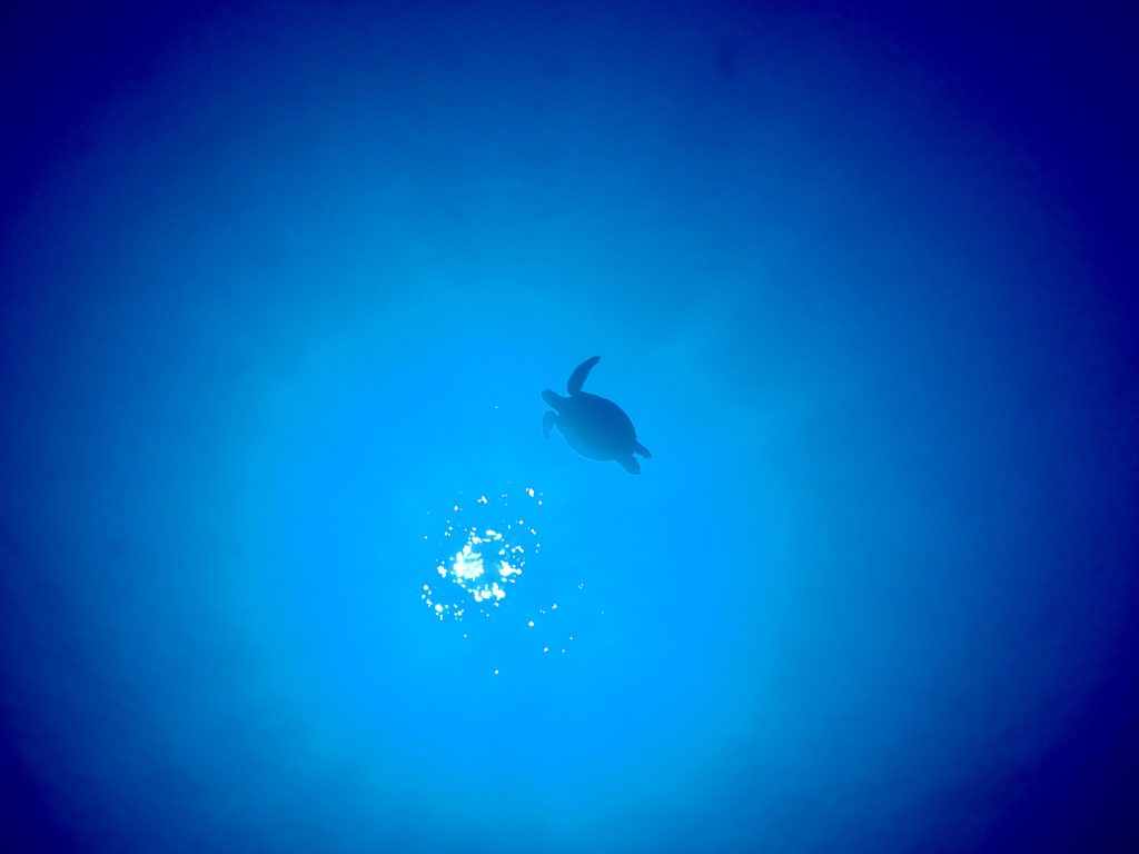 ウミガメ　沖縄