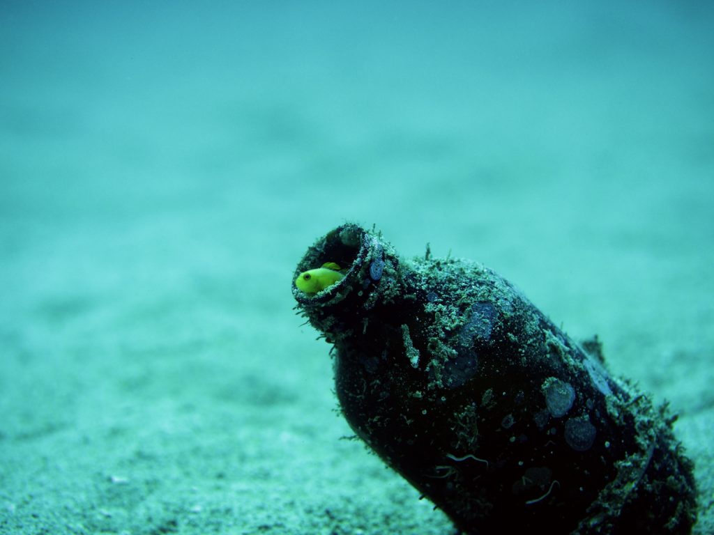 ナカモトイロワケハゼ　牧港