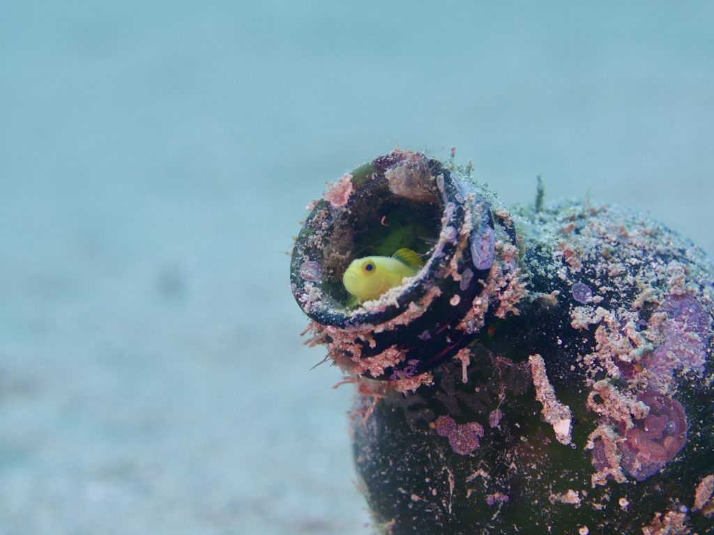 ナカモトイロワケハゼ　牧港