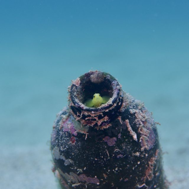 ナカモトイロワケハゼ 牧港